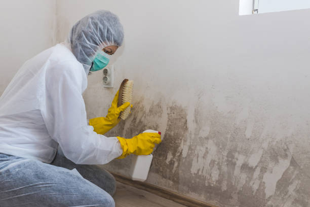 Best Professional Mold Removal  in Mount Carmel, PA