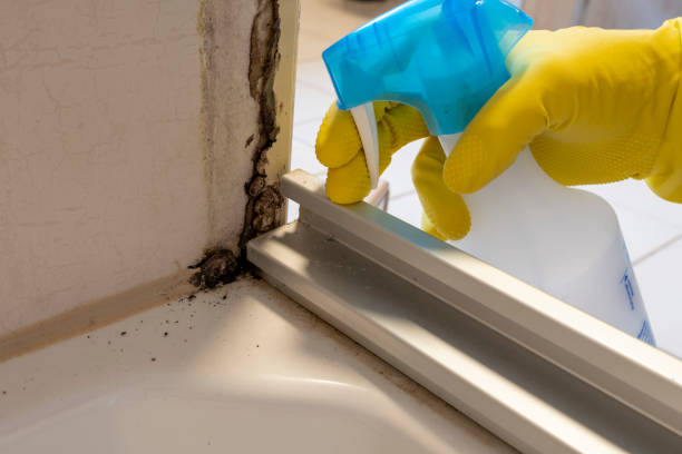Best Toxic Mold Removal  in Mount Carmel, PA