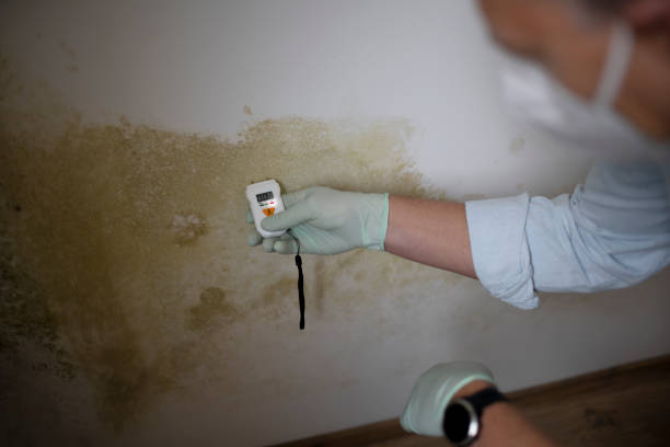 Best Certified Mold Removal  in Mount Carmel, PA