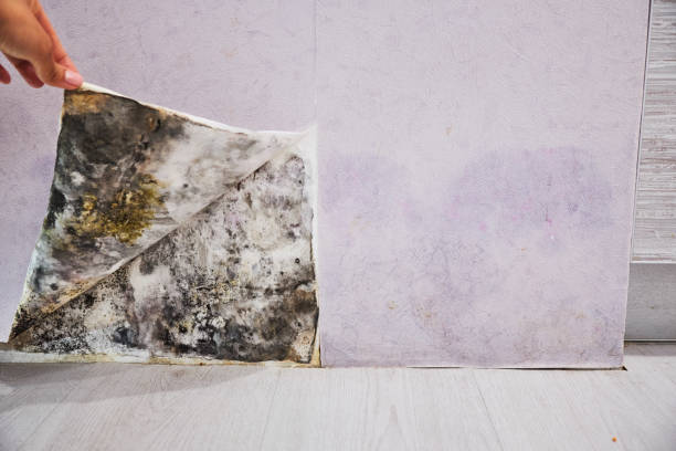 Best Toxic Mold Removal  in Mount Carmel, PA